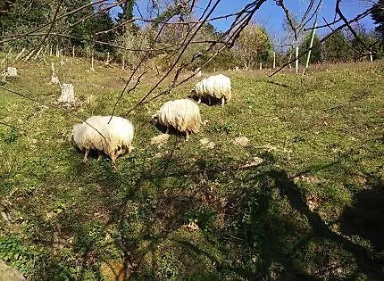 Appartamento Antzomendi Mutriku Esterno foto